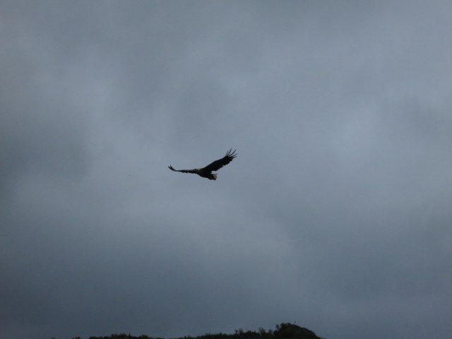 Hurtigruten_2015-06-25_16-40
